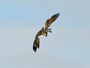 Balbuzard pêcheur