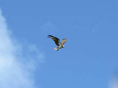 Western Osprey