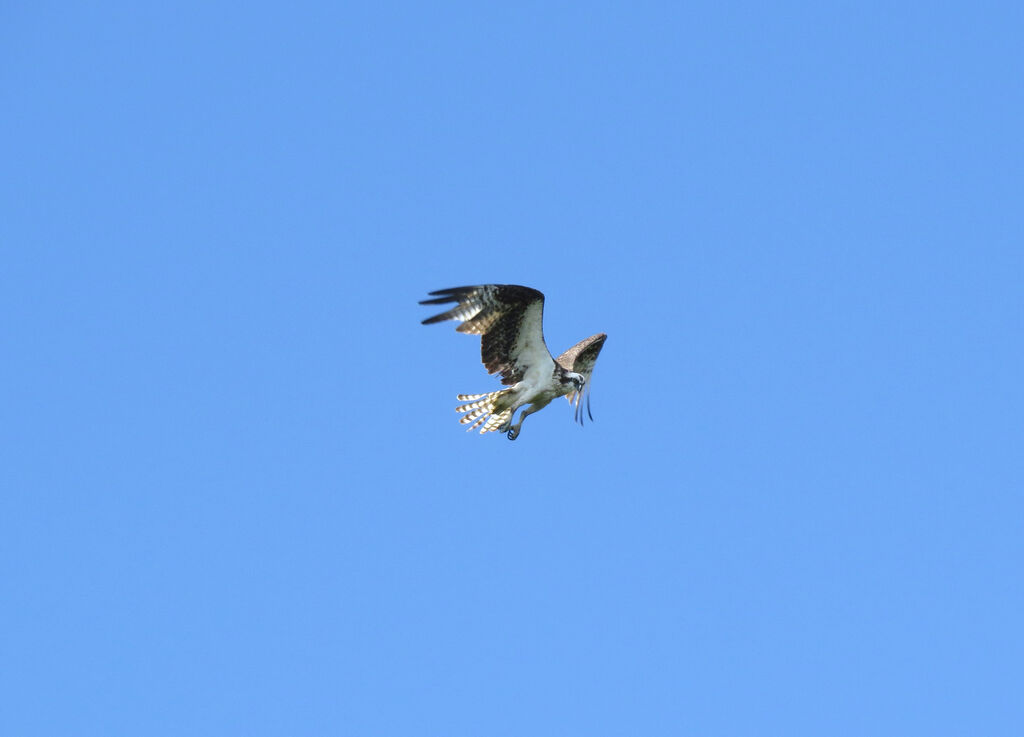 Western Osprey