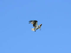 Western Osprey