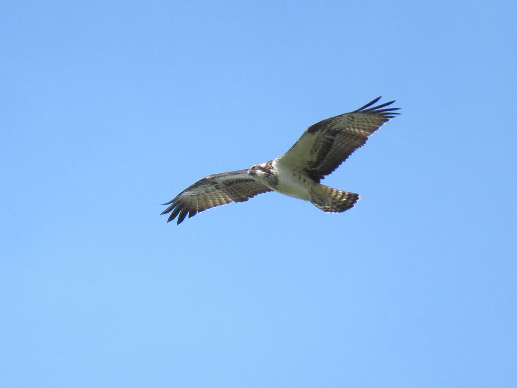 Western Osprey