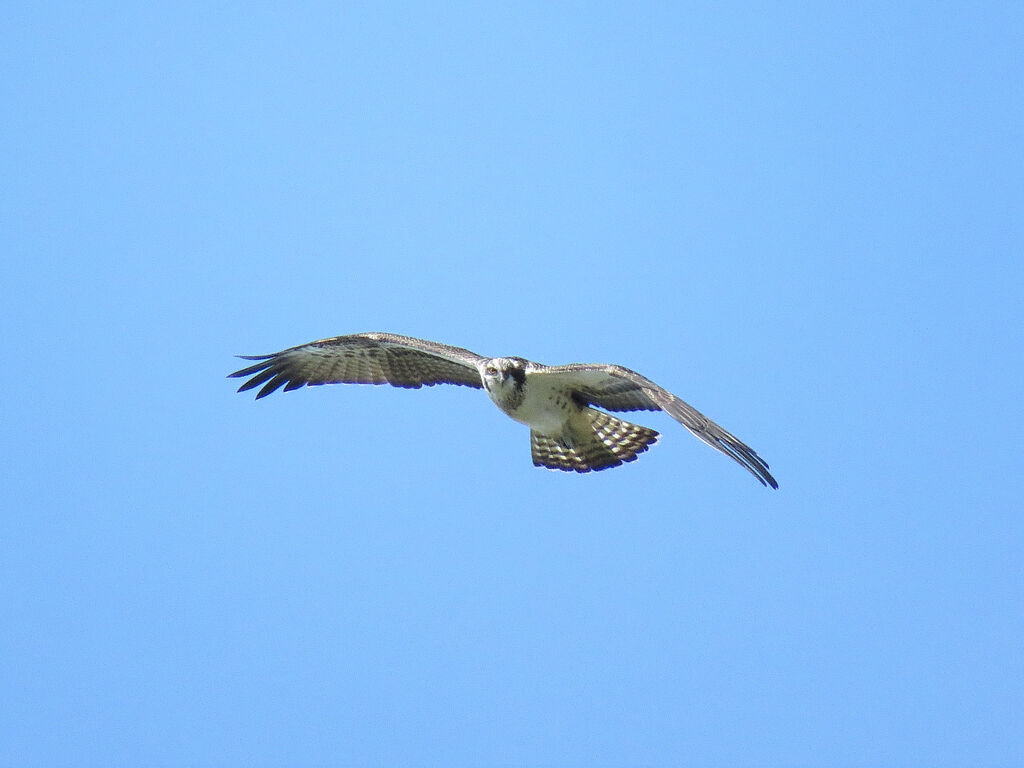 Western Osprey