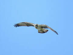 Western Osprey