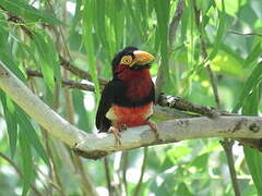 Bearded Barbet