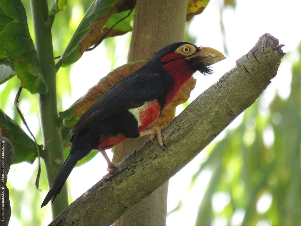 Bearded Barbet