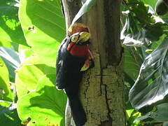 Bearded Barbet