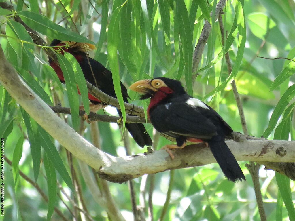 Bearded Barbet