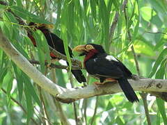 Bearded Barbet