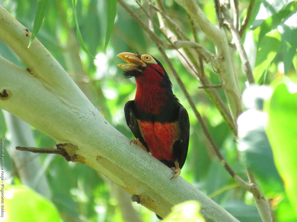 Bearded Barbet