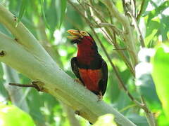 Bearded Barbet