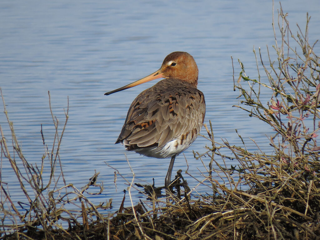 Black-tailed Godwit