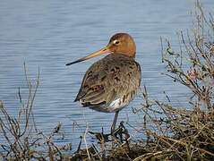 Black-tailed Godwit