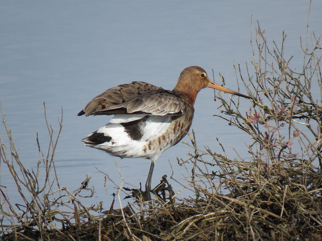 Black-tailed Godwit