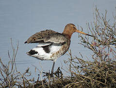 Black-tailed Godwit