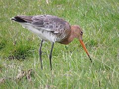 Black-tailed Godwit