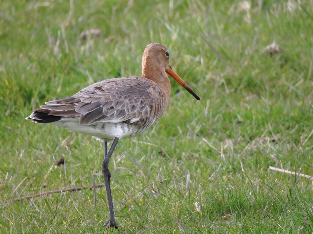 Black-tailed Godwit