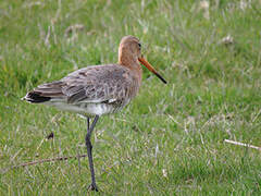 Black-tailed Godwit