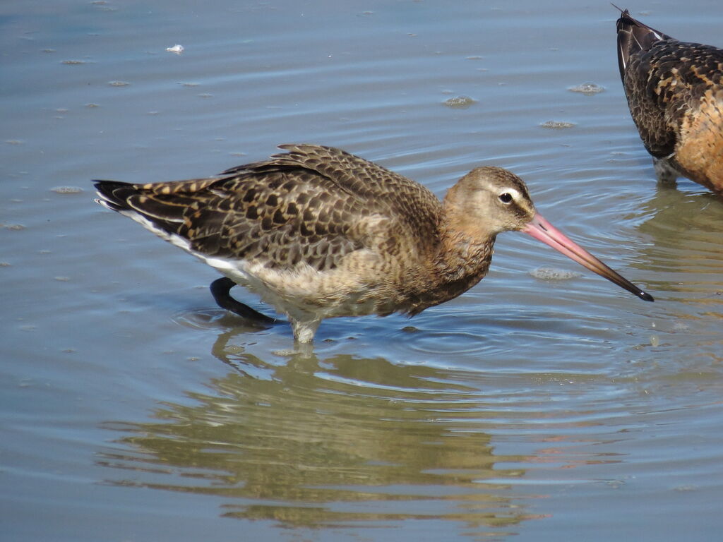 Black-tailed Godwit