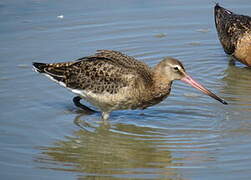 Black-tailed Godwit