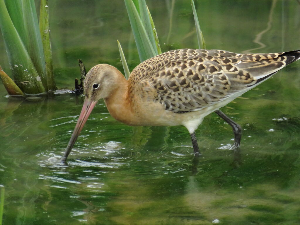 Black-tailed Godwit