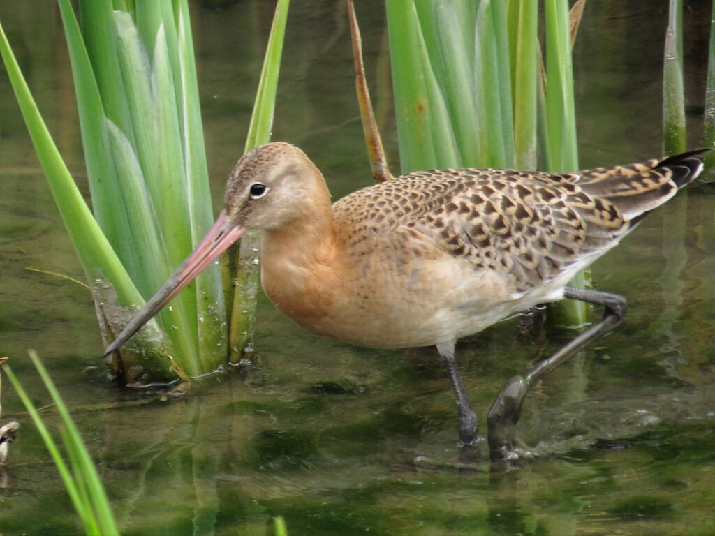 Black-tailed Godwit