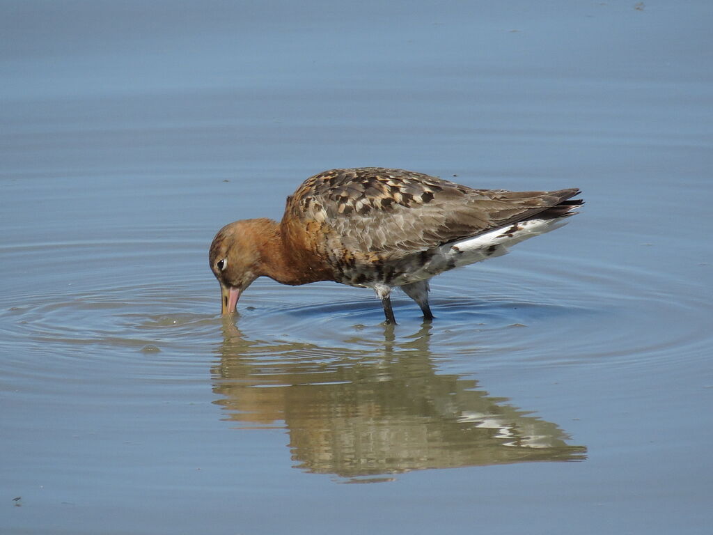 Black-tailed Godwit