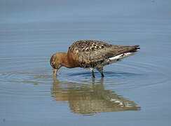 Black-tailed Godwit