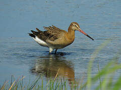 Black-tailed Godwit