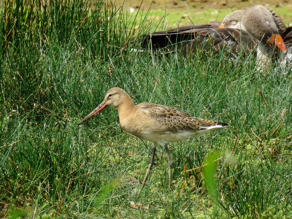 Black-tailed Godwit