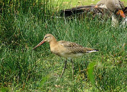 Black-tailed Godwit