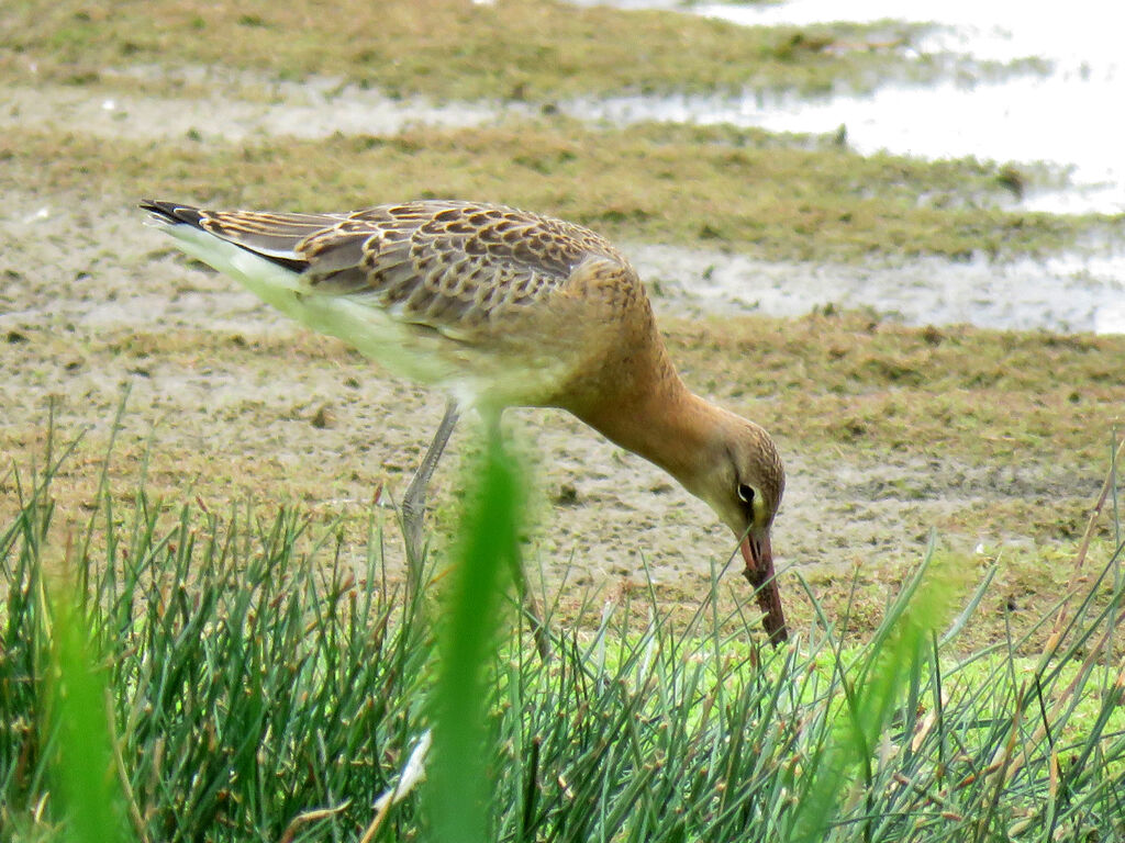 Black-tailed Godwit