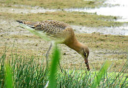 Black-tailed Godwit