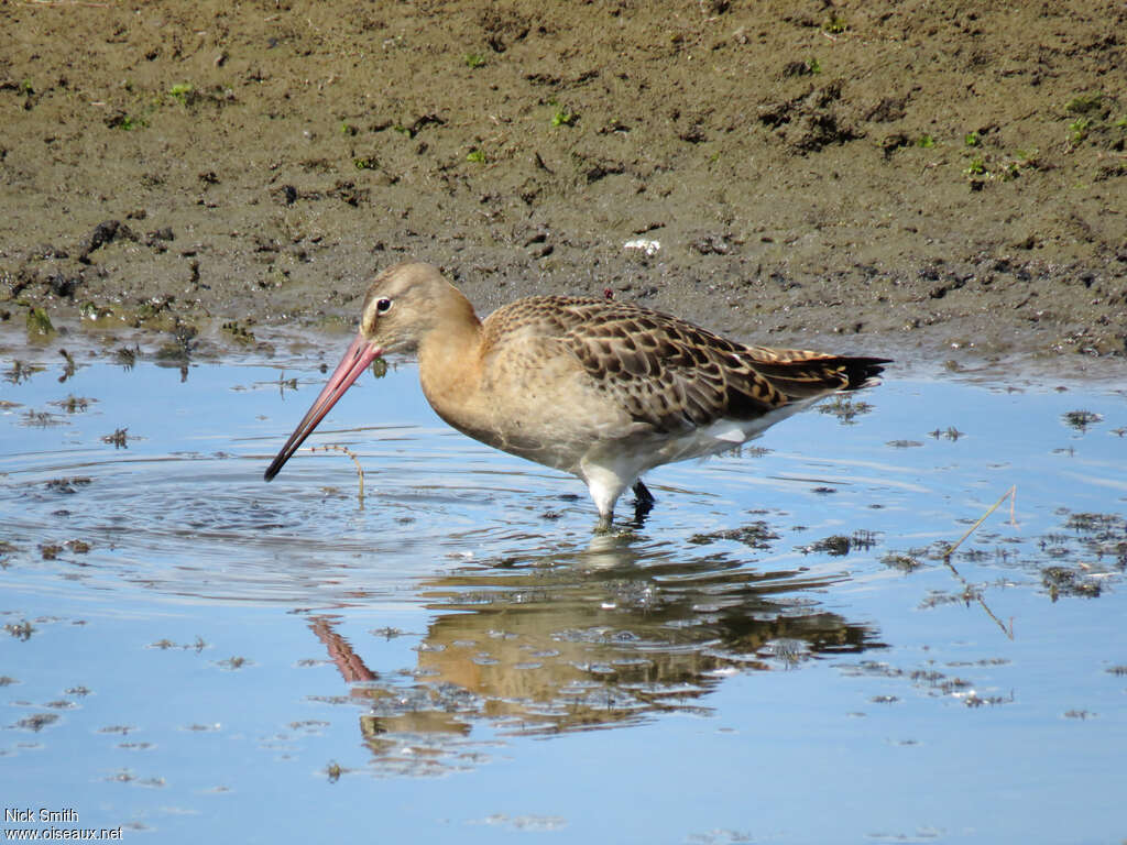 Black-tailed Godwitjuvenile