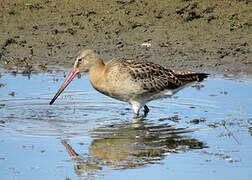 Black-tailed Godwit