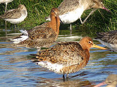 Black-tailed Godwit