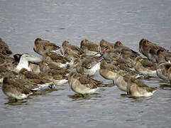 Black-tailed Godwit