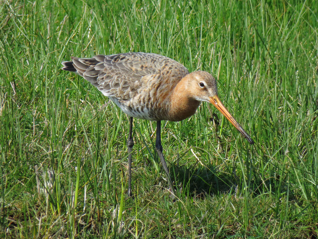 Black-tailed Godwit