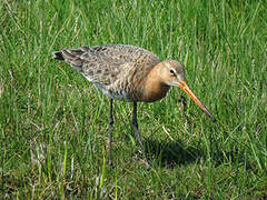 Black-tailed Godwit