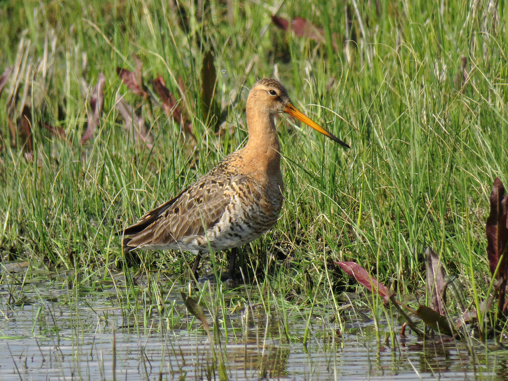 Black-tailed Godwit