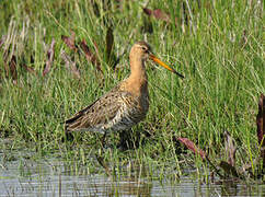 Black-tailed Godwit