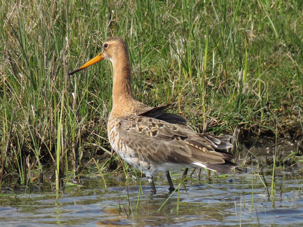 Black-tailed Godwit