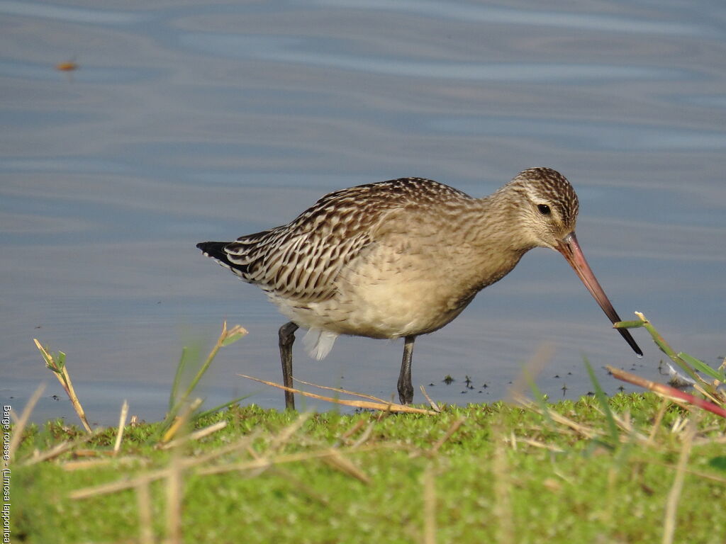 Bar-tailed Godwit