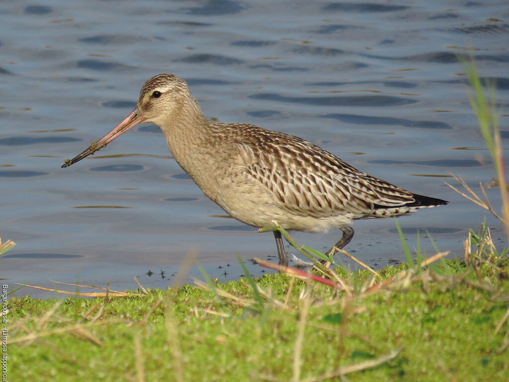 Bar-tailed Godwit