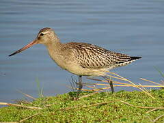 Bar-tailed Godwit