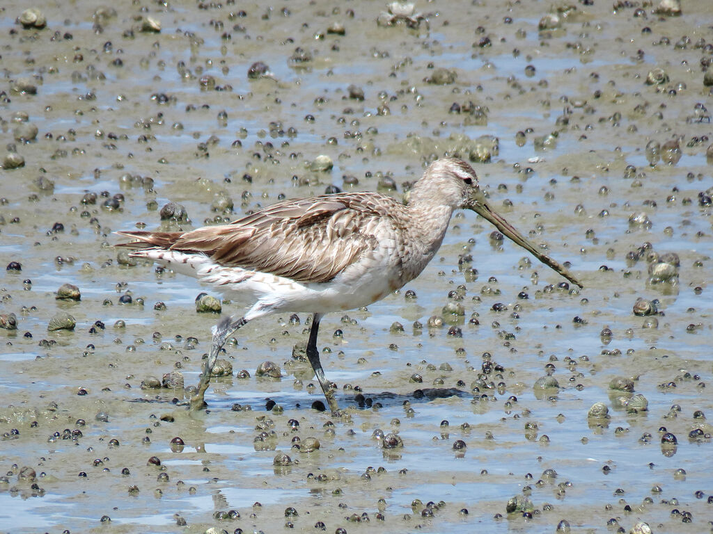 Bar-tailed Godwit