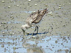 Bar-tailed Godwit