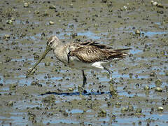 Bar-tailed Godwit