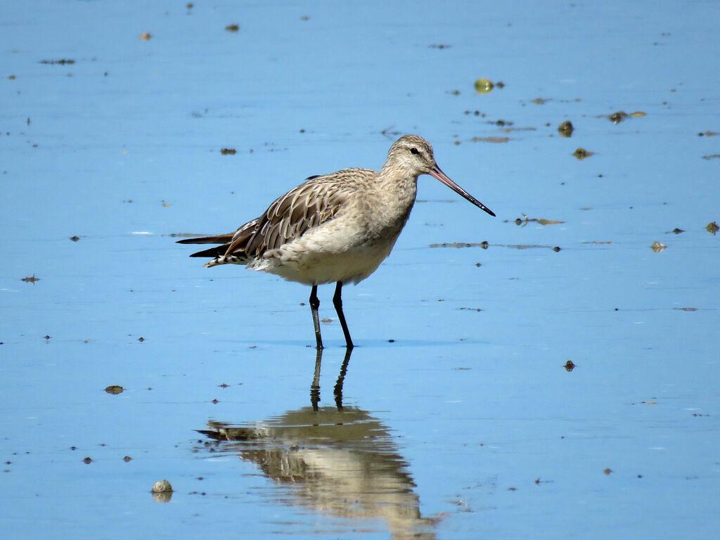 Bar-tailed Godwit