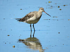 Bar-tailed Godwit