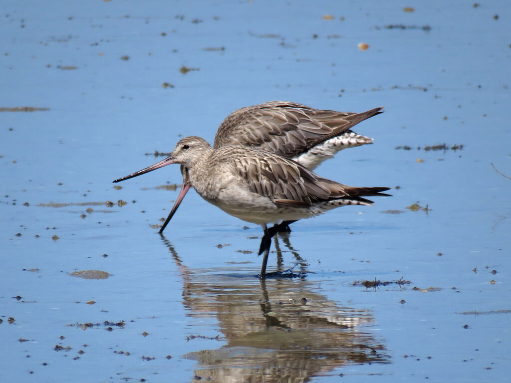 Bar-tailed Godwit